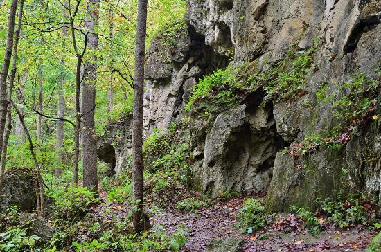 Falls Ridge Preserve